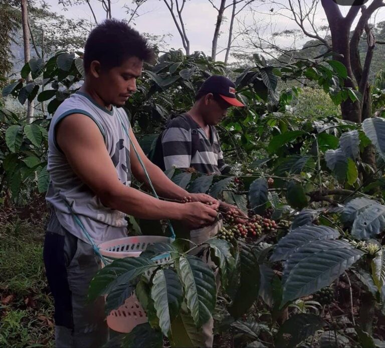 Memberdayakan Kelompok Petani Kopi Purnama: Unsika Dorong Produksi Kopi Ramah Lingkungan dan Berkelanjutan di Desa Medalsari Karawang